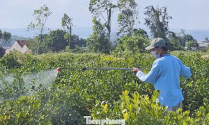 ‘Canh bạc’ khó lường ở làng hoa Đắk Lắk vừa bị bão lũ quật tả tơi