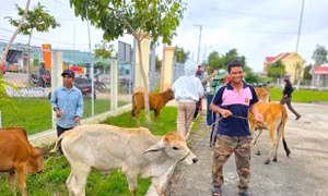 Hỗ trợ bò giống, trao 'cần câu' sinh kế cho người dân vùng bão lũ