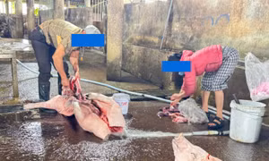 Chủ lò mổ ‘tố’ cán bộ thú y, 'đòi' gặp chủ tịch tỉnh Quảng Trị 