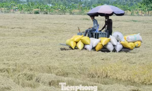 Đề xuất 'biện pháp mạnh' vụ doanh nghiệp nợ tiền lúa của nông dân Cà Mau