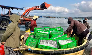 Biển mở lộc, cá cơm trắng bờ 