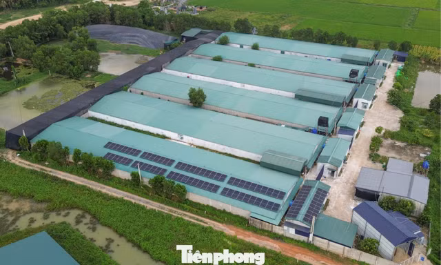 Phó Chủ tịch tỉnh Thanh Hóa chỉ đạo kiểm tra vụ trại vịt 30.000 con gây ô nhiễm