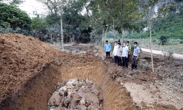 Chôn lấp lợn chết do lũ ở Yên Bình. 