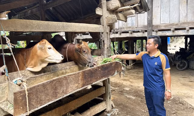 Hộ gia đình anh Giàng An Vừ phát triển kinh tế. 