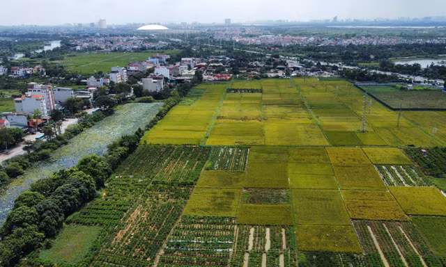 Quy định mới về xây dựng công trình trên đất lúa: Xây 1 tầng, không hầm