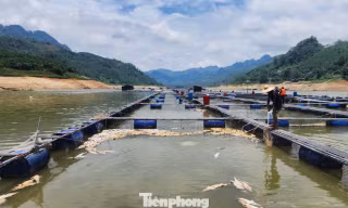 Nắng nóng kéo dài, cá tầm trên hồ thủy điện Bắc Hà chết la liệt