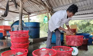 Cà Mau: Đời sống vùng đồng bào dân tộc thiểu số dần vươn lên thoát nghèo
